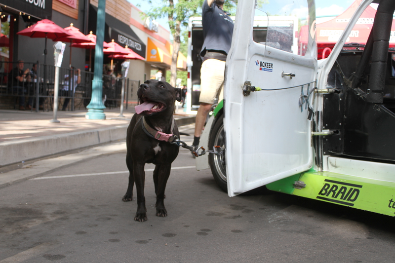 Boxeer also brought an extremely good doggo to Fan Fest.